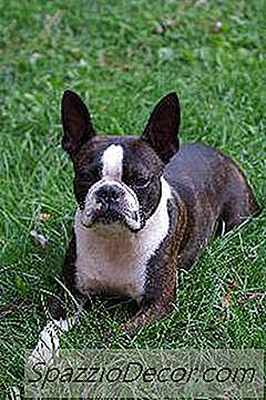 Como Minimizar A Queda De Cabelos Em Cães Do Boston Terrier