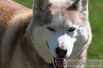 Como Minimizar O Derramamento Em Huskies Siberianos