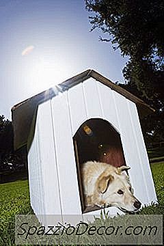 Een Hond Overhalen Om Een ​​Hondenhok Te Gebruiken