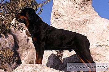 Como Escolher Um Filhote De Rottweiler