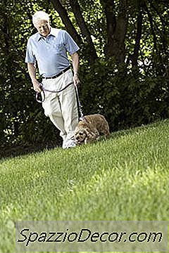 Как Да Тренираш Гърненце Старият Кокер Шпаньол На Месец 5