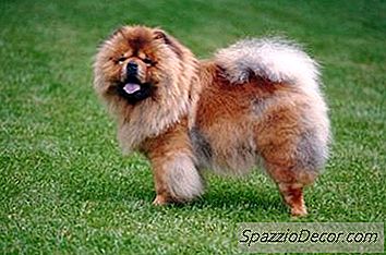 How To Potty-Train Chow Chows