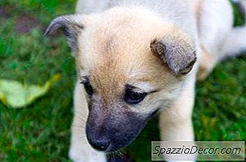 Zindelijkheidstraining Train Een Hond In Een Appartement