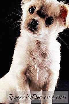 Comment Préparer Des Chiots À 6 Semaines