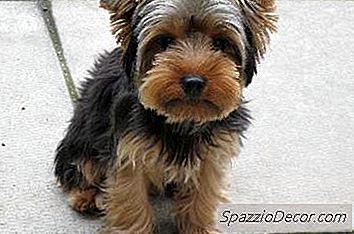 Como Potty Treinar Um Yorkshire Terrier