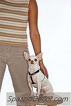 Wie Man Einen Chihuahua Vorbereitet, Um Ein Geschirr Zu Tragen