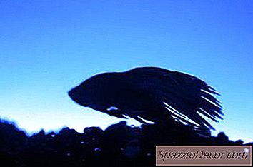 Water Voorbereiden Op Een Betta-Aquarium