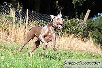 Cum Sa Preveniti Balonul Intr-Un Vrajitor