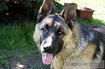 Cómo Evitar Que Los Perros Griten Cuando Te Fuiste