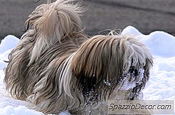 Como Colocar O Cabelo De Um Shih Tzu Em Um Nó Superior