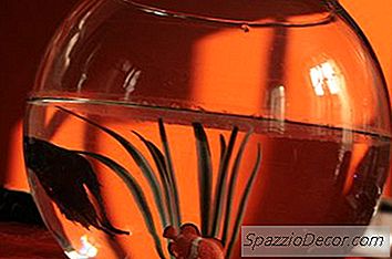 Como Criar Bettas Baby