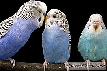Cómo Criar A Un Budgie