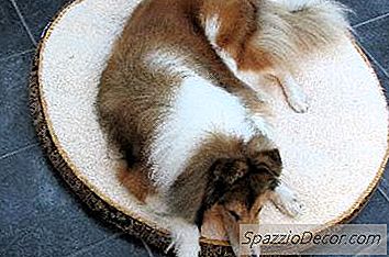 如何养一只救援犬