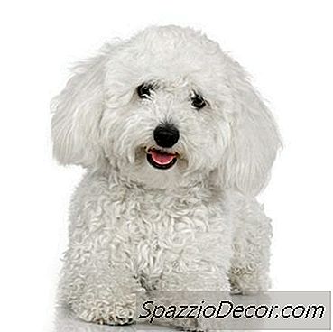 Come Rimuovere Le Macchie Marroni Dagli Occhi Di Un Bichon Frise