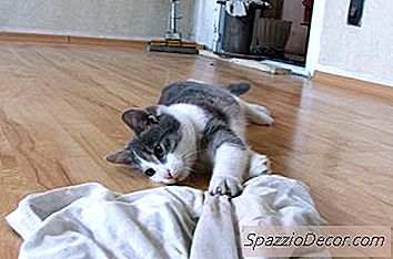 Πώς Να Αφαιρέσετε Τα Ούρα Cat Από Τα Στρώματα
