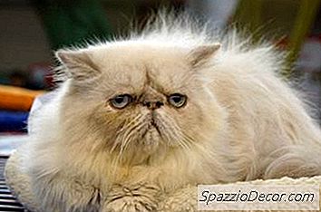 Como Remover A Estática Do Pêlo De Cachorro Ou Gato