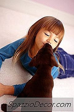 Puppypads Vervangen