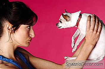 Cum Să Vă Retrageți O Chihuahua Pentru A Utiliza Puppy Pads La O Vârstă Mai Înaintată
