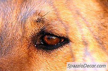 Como Enxaguar O Olho De Um Cachorro