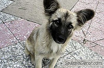 Cómo Ver Si Un Perro Tiene Un Microchip