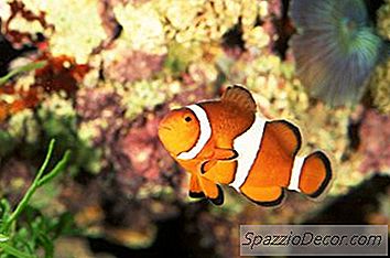 Come Impostare Un Serbatoio Di Acqua Salata Di Cinque Galloni