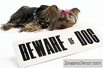Como Raspar Um Yorkie