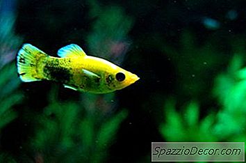 Comment Démarrer Un Char Guppy