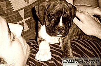 Come Fermare I Cuccioli Di Boxer Dal Salto