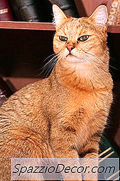 So Halten Sie Eine Katze Vom Sprühen Ab Mit Einem Hausmittel