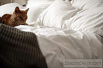 Làm Thế Nào Để Ngăn Chặn Một Con Mèo Đi Tiểu Trên Giường