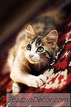 Comment Arrêter Un Chat D'Uriner Sur Un Tapis