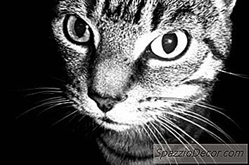 如何阻止猫毛脱落自然