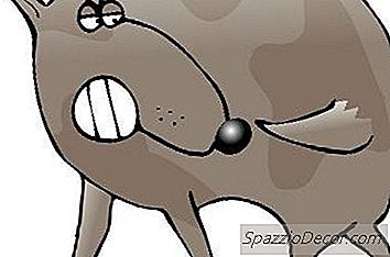 Come Fermare Un Cane Mordendosi La Coda