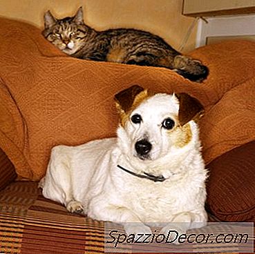 Como Impedir Um Cão De Perseguir Um Gato Usando Ajudas À Formação