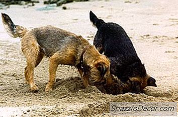 Comment Arrêter Un Chien Creuser Et S'Échapper