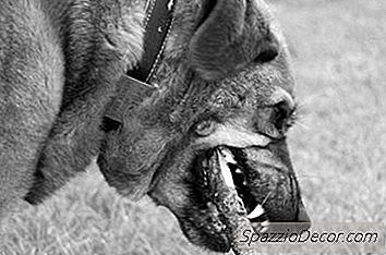 Cum Să Oprești Un Câine De La Mâncare Pe Teren