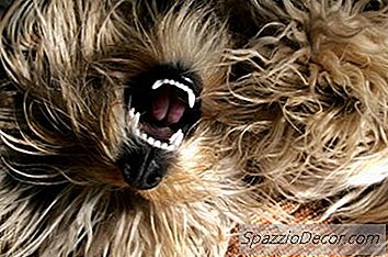 Hur Man Stoppar En Hund Från Att Visa Sina Tänder