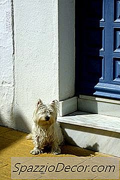 Como Impedir Um Cão De Latir