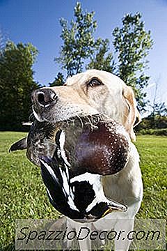 Como Impedir Que Os Cães Apanhem Aves