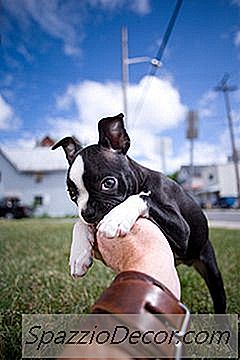 犬を噛むのをやめる方法