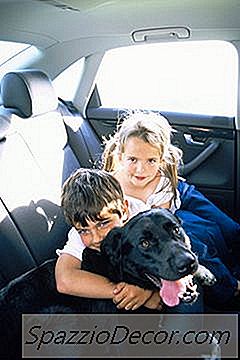 Comment Empêcher Les Chiens De Pleurer Dans La Voiture