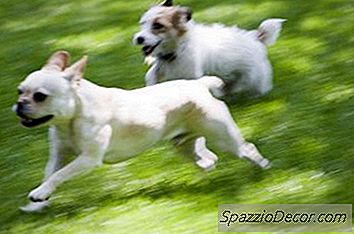 Как Да Спрете Прекомерния Лай, Когато Имате Няколко Кучета