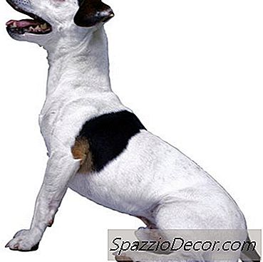 Como Impedir Que Jack Russells Descasque