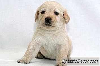 Hoe Een Agressief Gedrag Van Een Labrador Puppy Te Stoppen