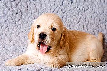 Cainii Pot Folosi Gura Pentru A-Si Explora Noua Lume.