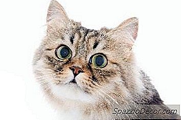 Cómo Evitar Que Mi Gato Orine En Un Solo Lugar