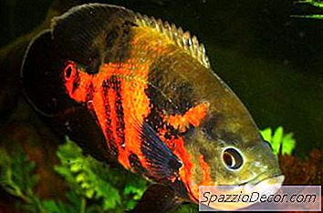 Hoe Mijn Tijger Oscar Te Stoppen Van Vechten Met Mijn Andere Vis