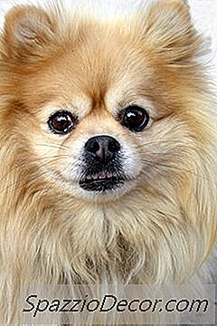 Πώς Να Σταματήσετε Ένα Pomeranian Από Barking