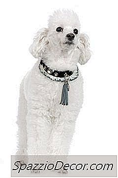 कैसे एक Poodle काटने से रोकने के लिए