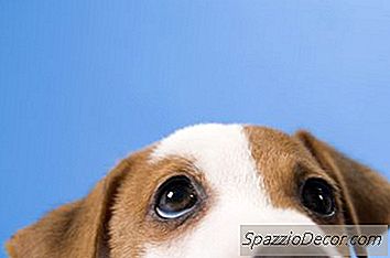 如何阻止小狗打扰一只狗